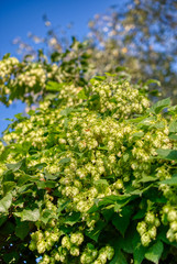 Plant hops. Agricultural plant, the main component in the production of beer