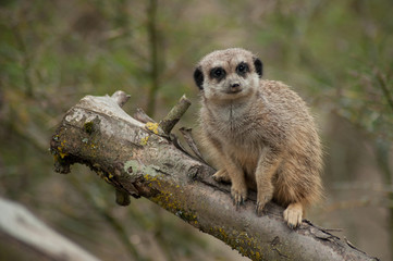 closeup of meerkat standing on branch