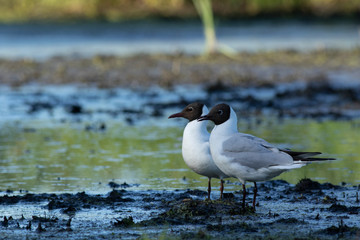 Two Back-headed gulls ( Larus ridibundus) on swamp