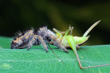 spider is eating grasshopper
