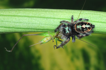spider is eating grasshopper