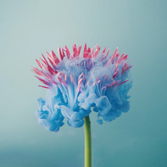 Pink daisy flower with pastel blue ink