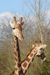 giraffe