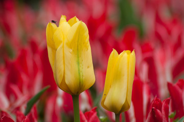 closeup  of two yellow Tulips in a red tulips field