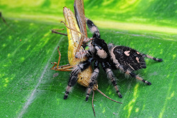 spider is eating grasshopper