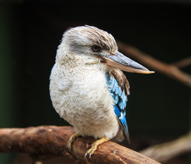 Portrait of a laughing kookaburra ,dacelo novaeguineae, with big beak. Blue-winged kookaburra. Australia.