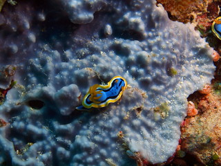 Fototapeta na wymiar The amazing and mysterious underwater world of Indonesia, North Sulawesi, Bunaken Island, sea slug