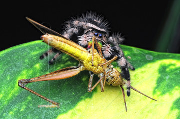 spider is eating grasshopper