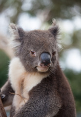 Portrait cute Australian Koala Bear sitting in an eucalyptus tree and looking with curiosity. Kangaroo island.