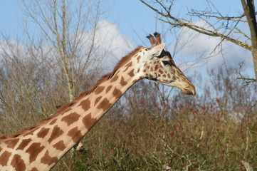 giraffe