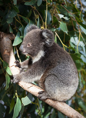 Portrait cute little Australian Koala Bear sitting in an eucalyptus tree and looking with curiosity. Kangaroo island.