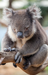 Fototapeta na wymiar Portrait cute Australian Koala Bear sitting in an eucalyptus tree and looking with curiosity. Kangaroo island.