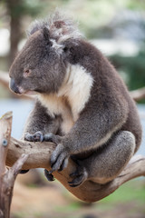Portrait cute Australian Koala Bear sitting in an eucalyptus tree and looking with curiosity. Kangaroo island.