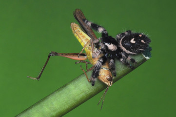 spider is eating grasshopper