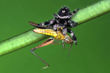 spider is eating grasshopper