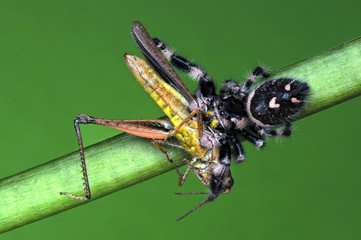 spider is eating grasshopper