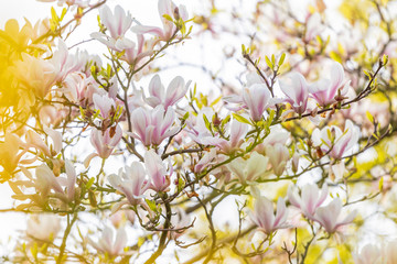 Beautiful white and purple Magnolia blossoming in spring through yellow leaves