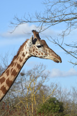 giraffe
