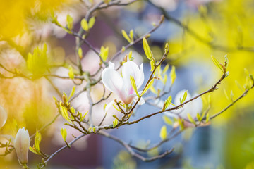Beautiful white and purple Magnolia blossoming in spring through yellow leaves