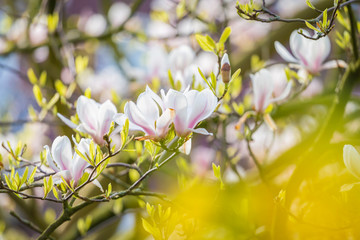 Beautiful white and purple Magnolia blossoming in spring through yellow leaves