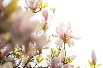 Beautiful white and purple Magnolia blossoming in spring