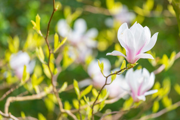 Beautiful white and purple Magnolia blossoming in spring