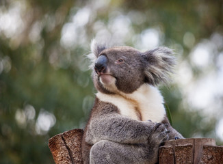 Portrait cute Australian Koala Bear sitting in an eucalyptus tree and looking with curiosity. Kangaroo island.