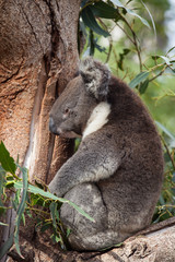 Portrait cute Australian Koala Bear sitting and sleeping in an eucalyptus tree . Kangaroo island.