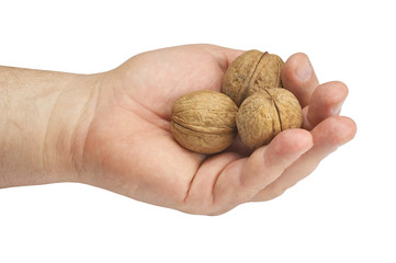 walnut in hand on white background