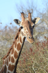 giraffe