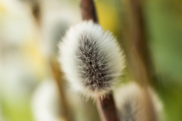 Macro Pussy Willows. Spring flowering branches of willow. Easter palm sunday holiday. Elegant artistic image nature in spring. Beautiful willow flowers fresh spring morning on soft background, macro.