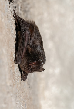 European bat western barbastelle (Barbastella barbastellus) wintering in a cave