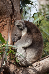 Portrait cute Australian Koala Bear sitting and sleeping in an eucalyptus tree . Kangaroo island.