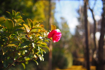 Obraz premium flower