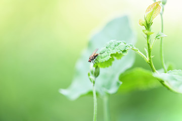 Common fly sitting on a green sheet, macro photo