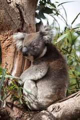 Portrait cute Australian Koala Bear sitting in an eucalyptus tree and looking with curiosity. Kangaroo island.