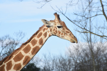 giraffe
