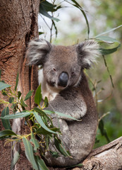 Portrait cute Australian Koala Bear sitting in an eucalyptus tree and looking with curiosity. Kangaroo island.