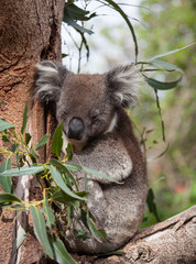Portrait cute Australian Koala Bear sitting comfortable and sleeping in an eucalyptus tree . Kangaroo island.