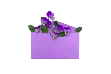 Bouquet of beautiful flowers viola tricolor ( pansy ) in violet postal envelope on a white background. Top view, flat lay