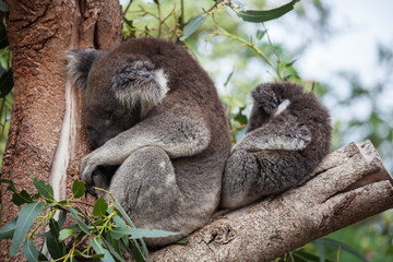 Cute embracing couple of Australian koala bears mother and its baby sleeping on an eucalyptus tree.
