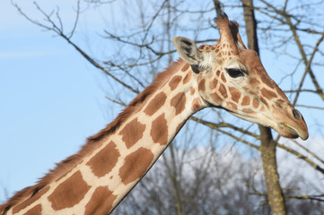giraffe
