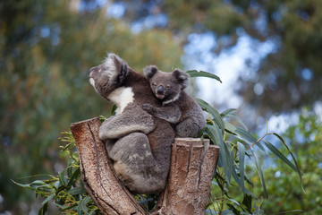 Cute embracing couple of Australian koala bears mother and its baby sleeping on an eucalyptus tree.
