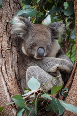 Portrait cute Australian Koala Bear sitting in an eucalyptus tree and looking with curiosity. Kangaroo island.