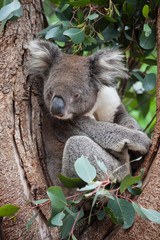 Portrait cute Australian Koala Bear sitting in an eucalyptus tree and looking with curiosity. Kangaroo island.