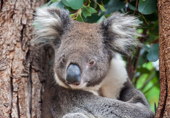 Fototapeta na wymiar Portrait cute Australian Koala Bear sitting in an eucalyptus tree and looking with curiosity. Kangaroo island.