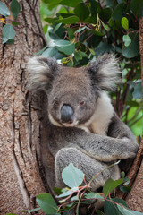 Portrait cute Australian Koala Bear sitting in an eucalyptus tree and looking with curiosity. Kangaroo island.