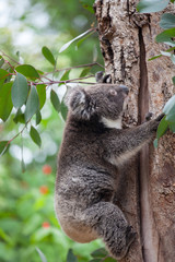 Portrait cute little Australian Koala Bear climbing in an eucalyptus tree and looking with curiosity. Kangaroo island.