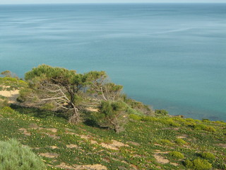 The Mediterranean Sea meets the forest and the sea of tunisia