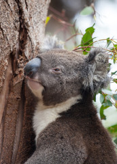 Portrait cute Australian Koala Bear with big hairy ears sitting in an eucalyptus tree and looking with curiosity. Kangaroo island.